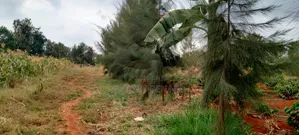 Prime 1/4-Acre Agricultural Land for Sale in Kirinyaga Ngucui Kimbimbi