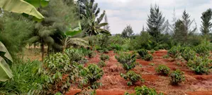 Prime 1/4-Acre Agricultural Land for Sale in Kirinyaga Ngucui Kimbimbi