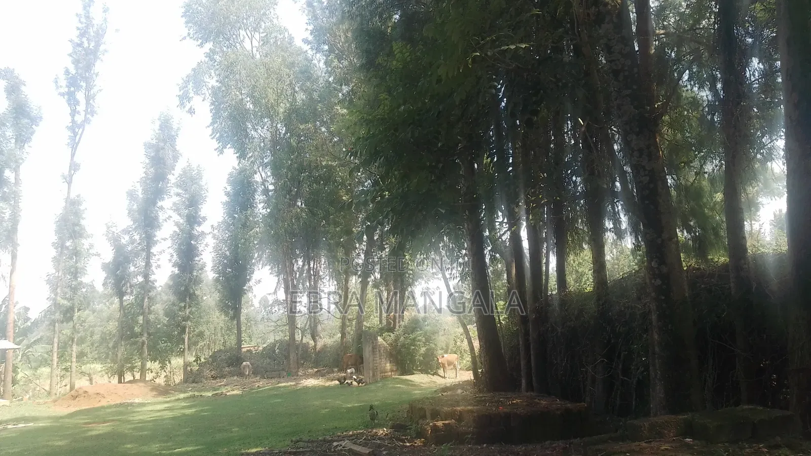 Timber Firewood Trees