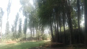 Timber Firewood Trees