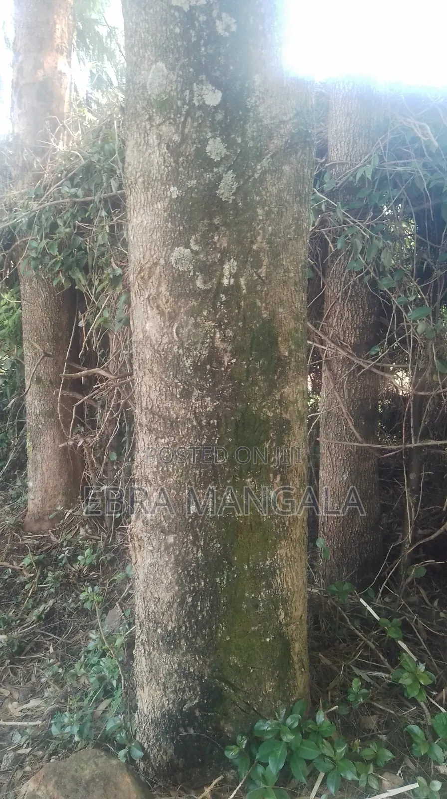Timber Firewood Trees