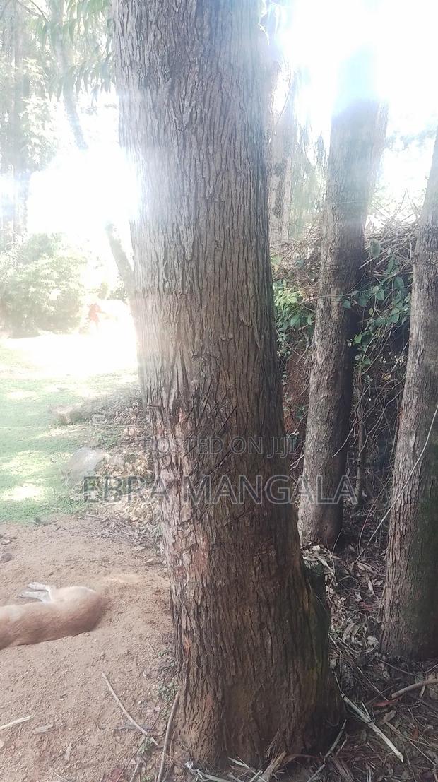 Timber Firewood Trees - thumbnail 7