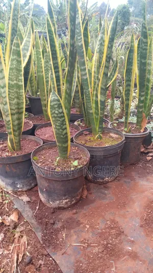 Snake Plant