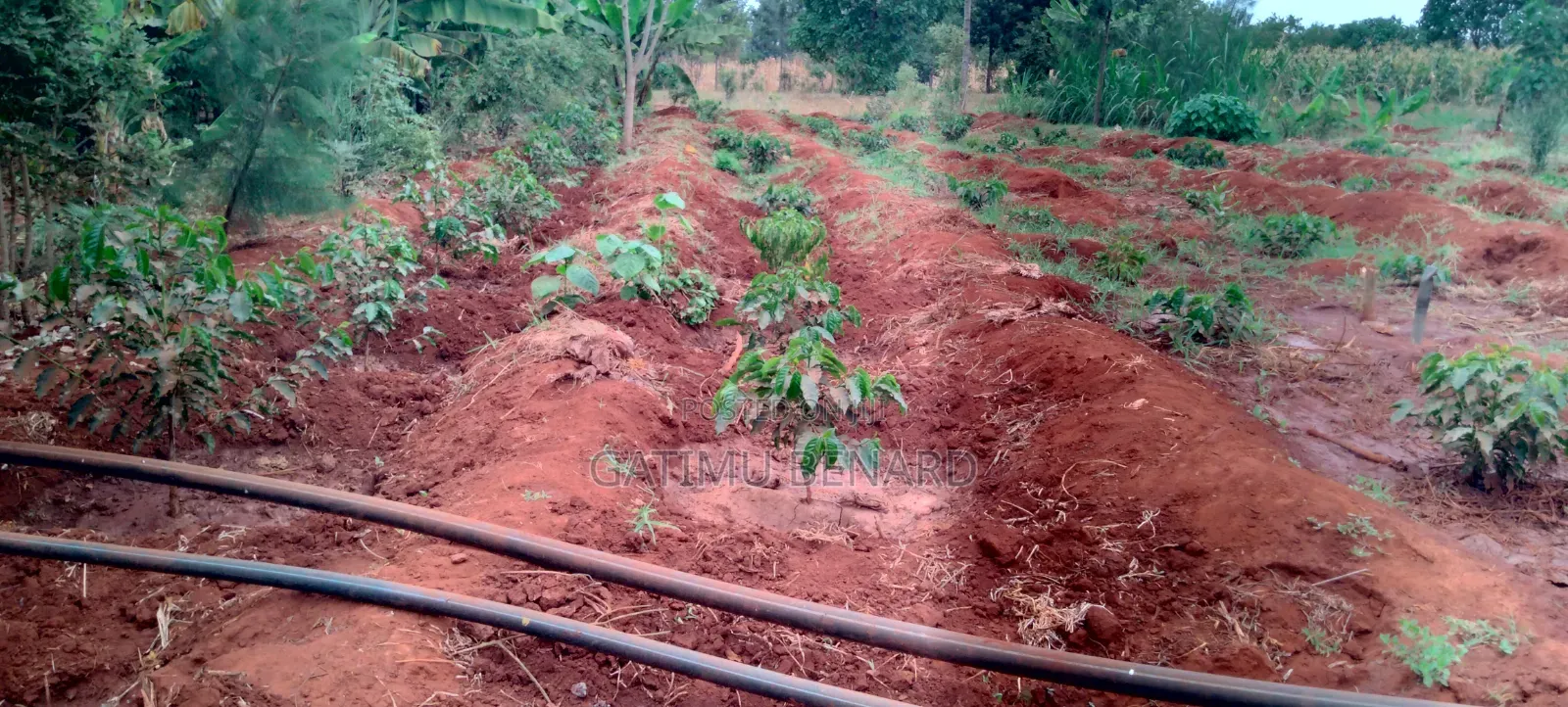 Prime 50x100 Plot for Sale in Kirinyaga Ngucui Ready for Development