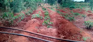 Prime 50x100 Plot for Sale in Kirinyaga Ngucui Ready for Development