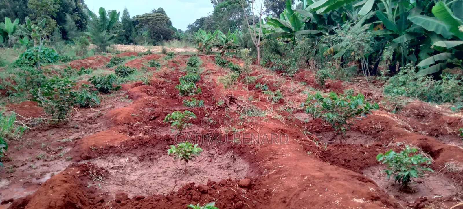Prime 50x100 Plot for Sale in Kirinyaga Ngucui Ready for Development