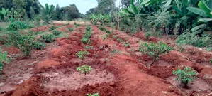 Prime 50x100 Plot for Sale in Kirinyaga Ngucui Ready for Development