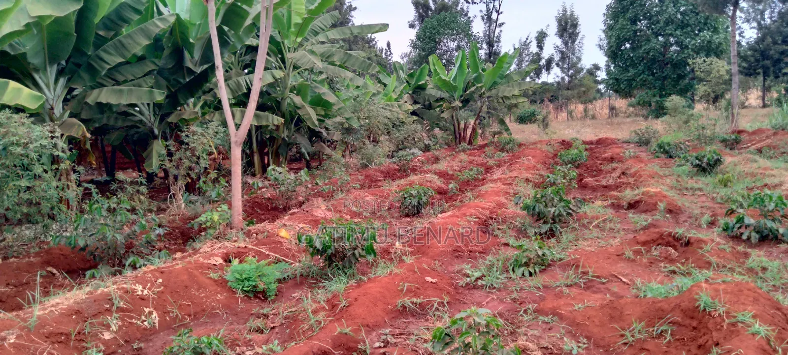 Prime 50x100 Plot for Sale in Kirinyaga Ngucui Ready for Development