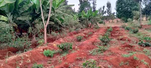 Prime 50x100 Plot for Sale in Kirinyaga Ngucui Ready for Development