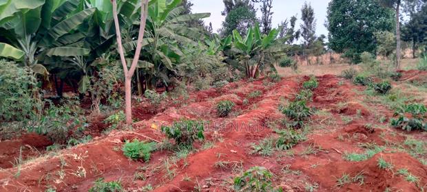 Prime 50x100 Plot for Sale in Kirinyaga Ngucui Ready for Development - thumbnail 3