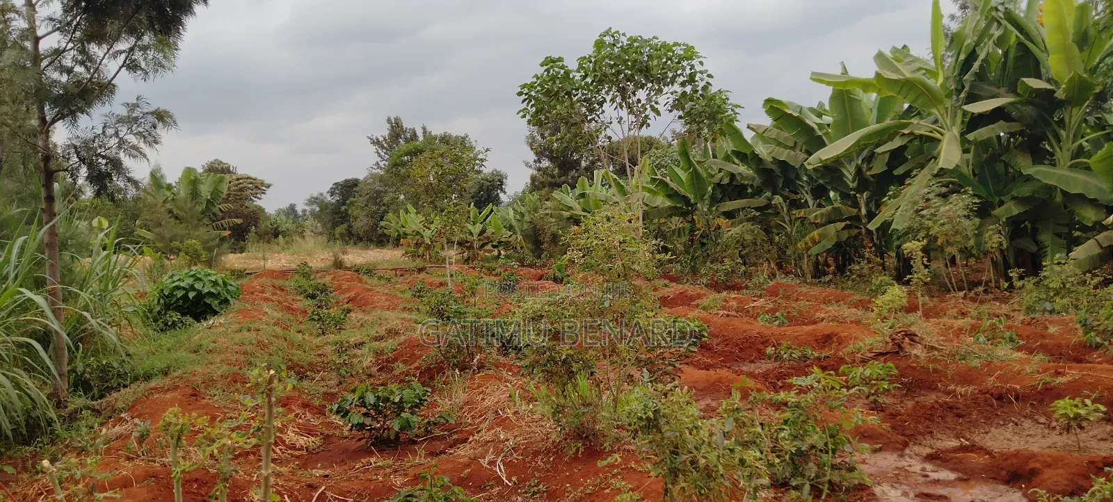 Prime 50x100 Plot for Sale in Kirinyaga Ngucui Ready for Development
