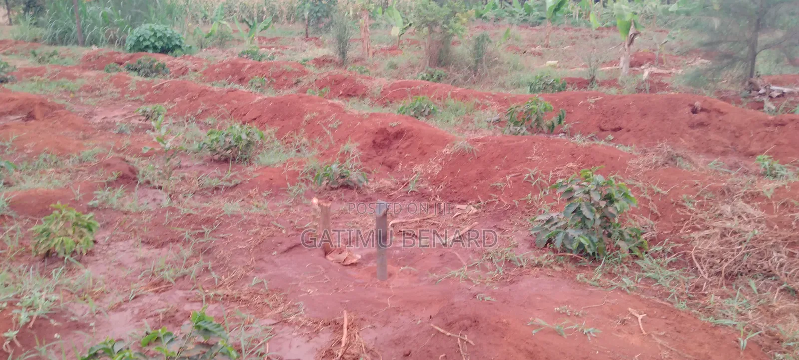 Prime 50x100 Plot for Sale in Kirinyaga Ngucui Ready for Development