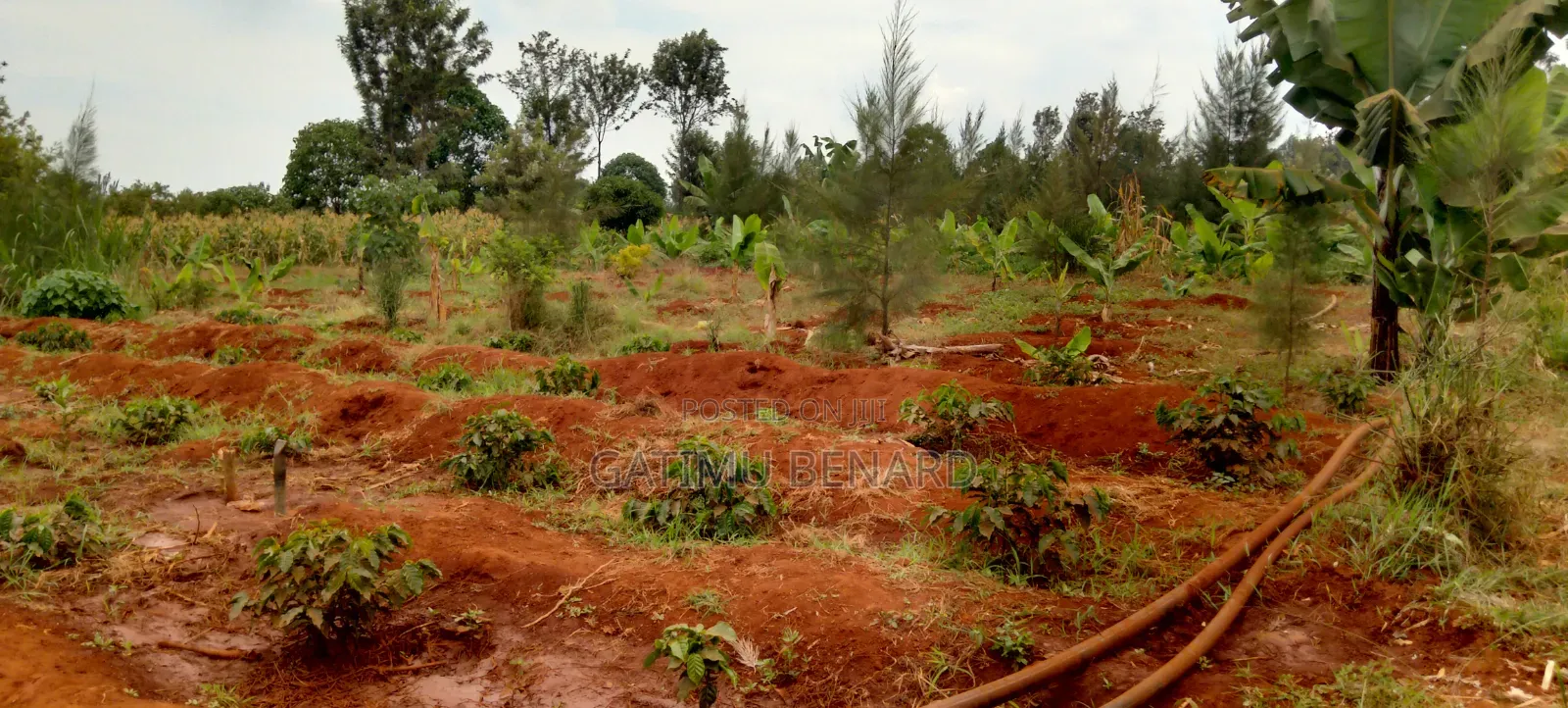 Prime 50x100 Plot for Sale in Kirinyaga Ngucui Ready for Development