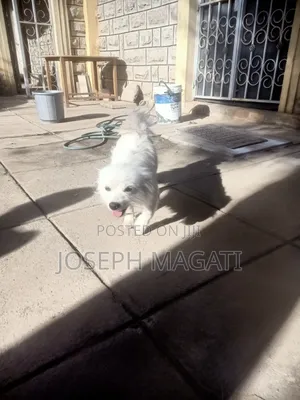1+ year Female Purebred Japanese Spitz