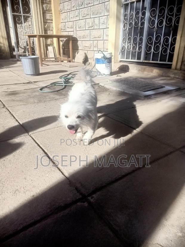 1+ year Female Purebred Japanese Spitz