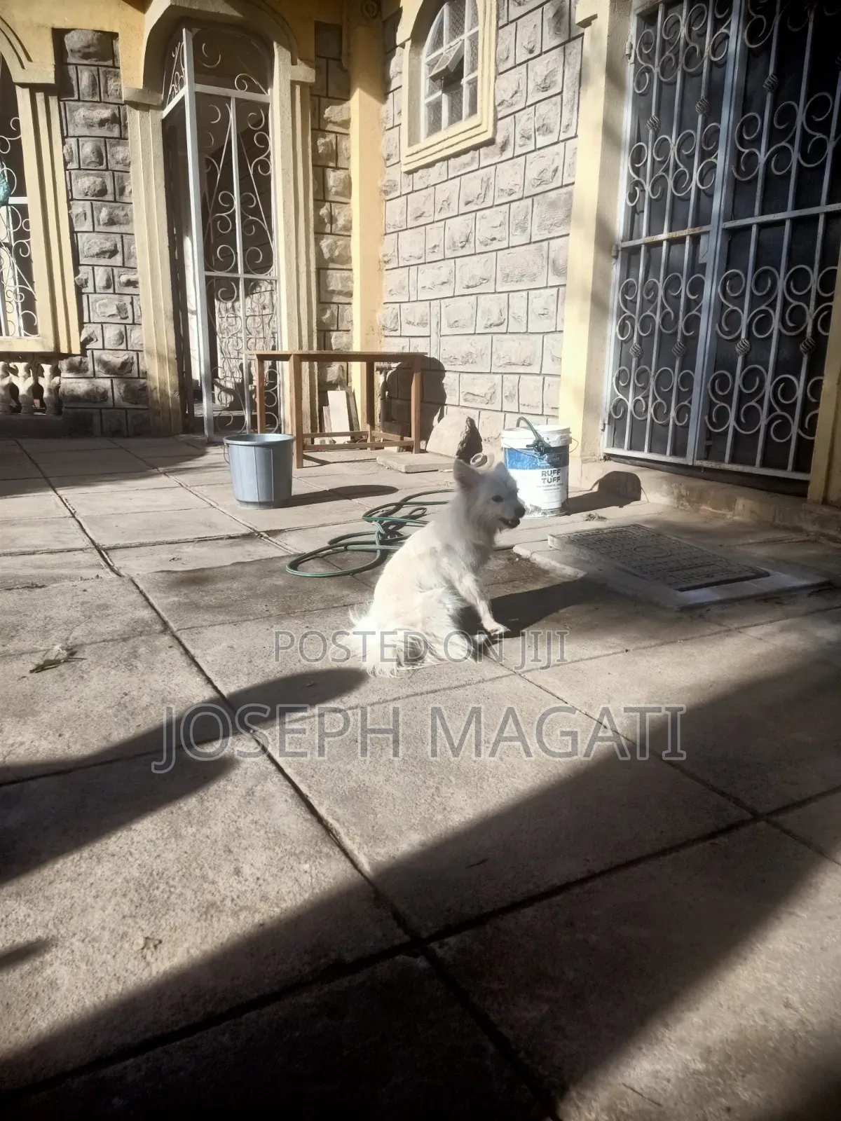 1+ year Female Purebred Japanese Spitz