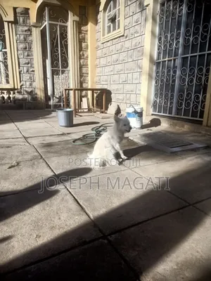 1+ year Female Purebred Japanese Spitz