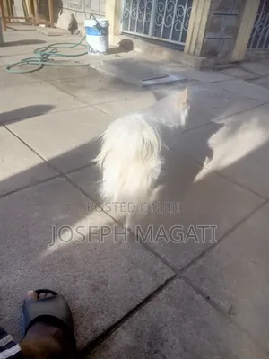 1+ year Female Purebred Japanese Spitz