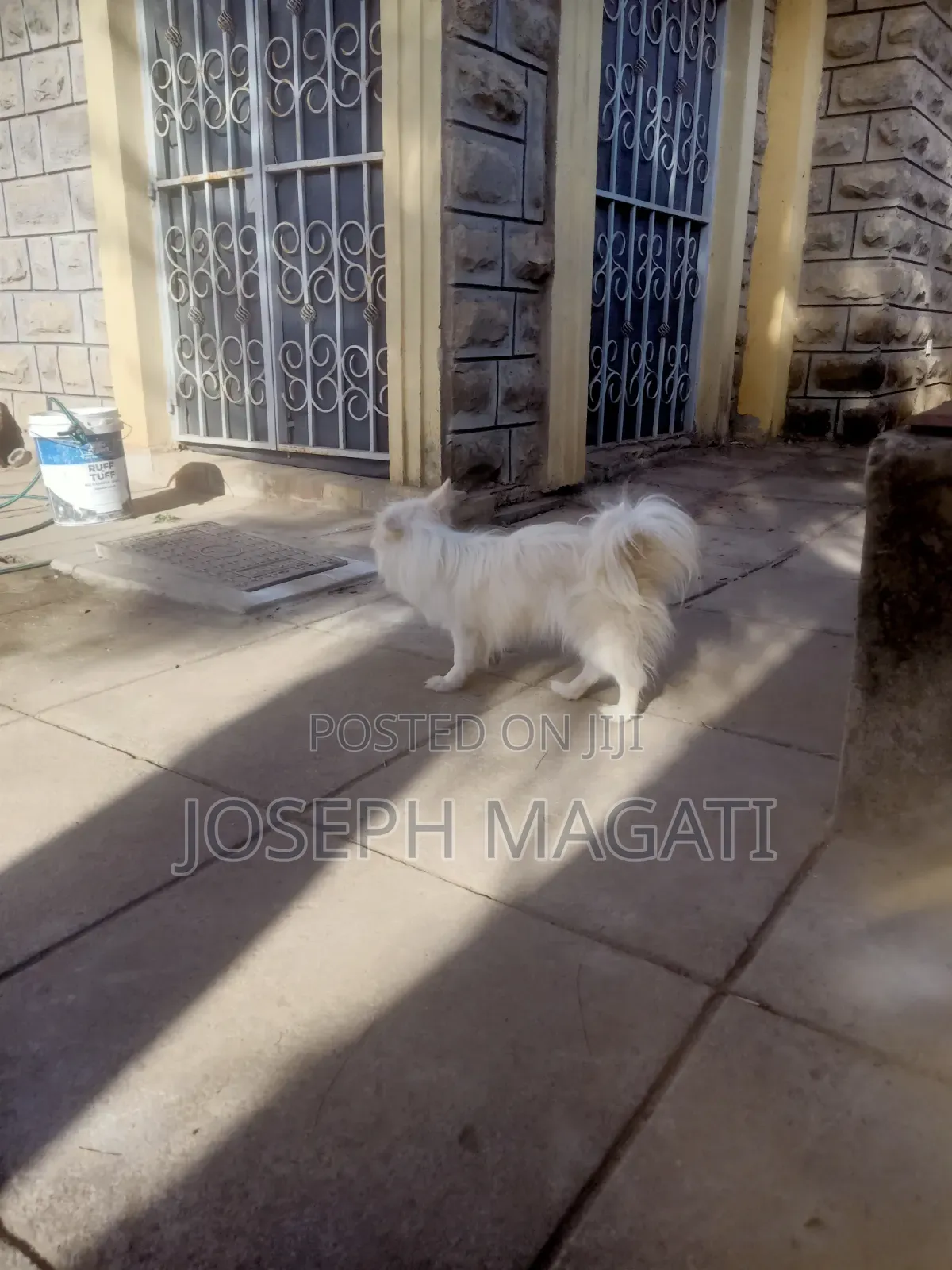 1+ year Female Purebred Japanese Spitz