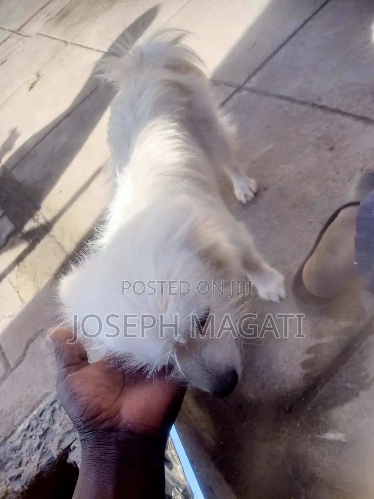 1+ year Female Purebred Japanese Spitz