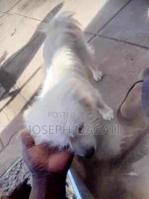 1+ year Female Purebred Japanese Spitz