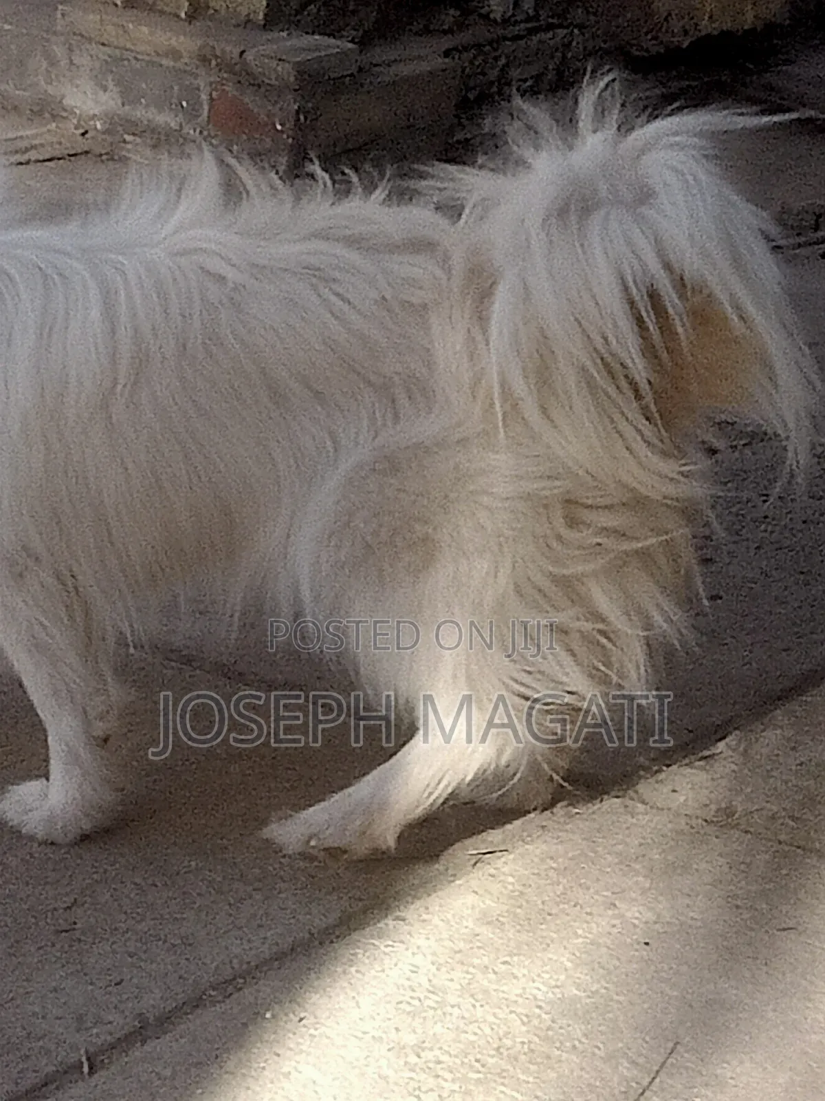 1+ year Female Purebred Japanese Spitz