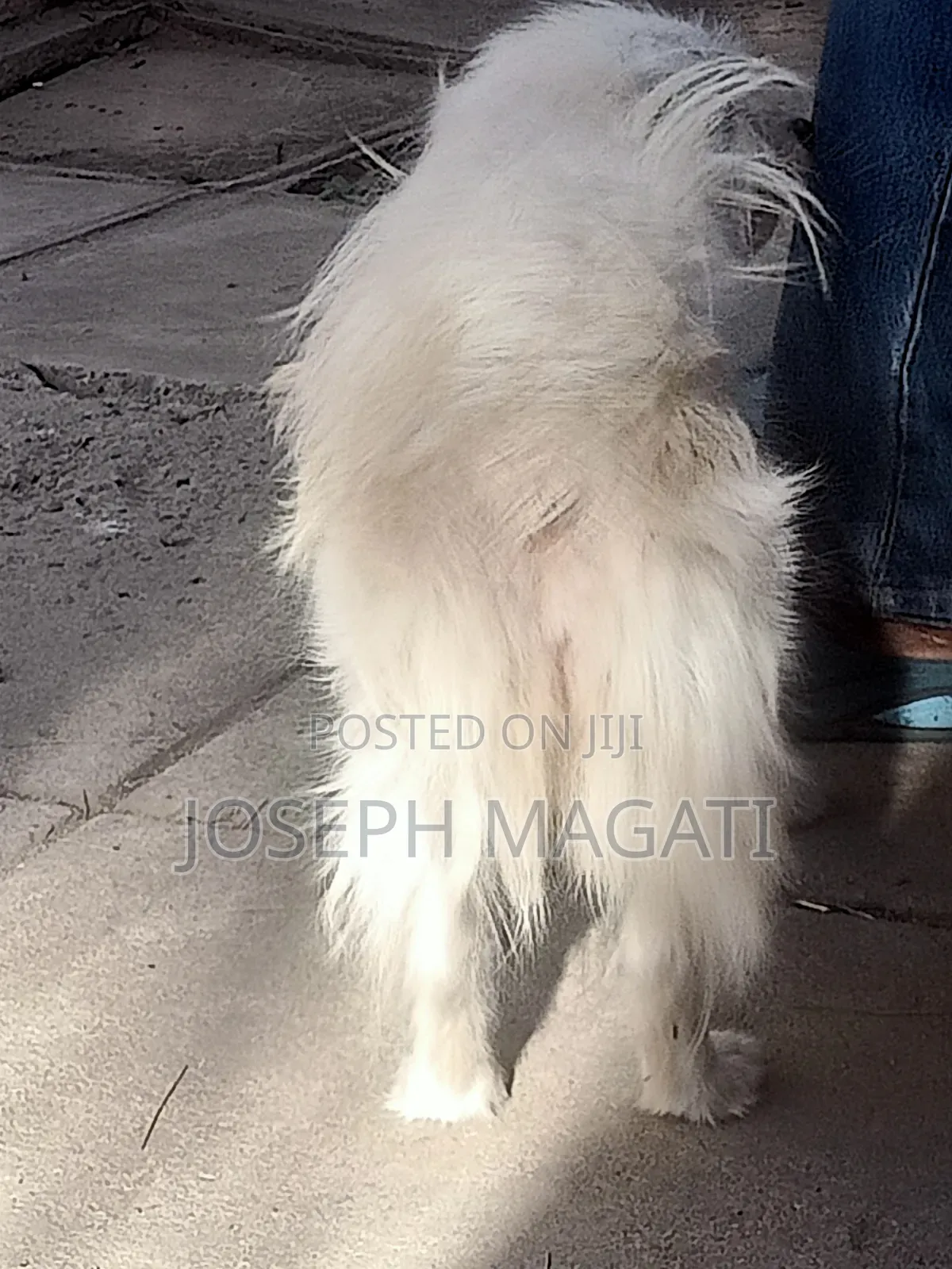 1+ year Female Purebred Japanese Spitz