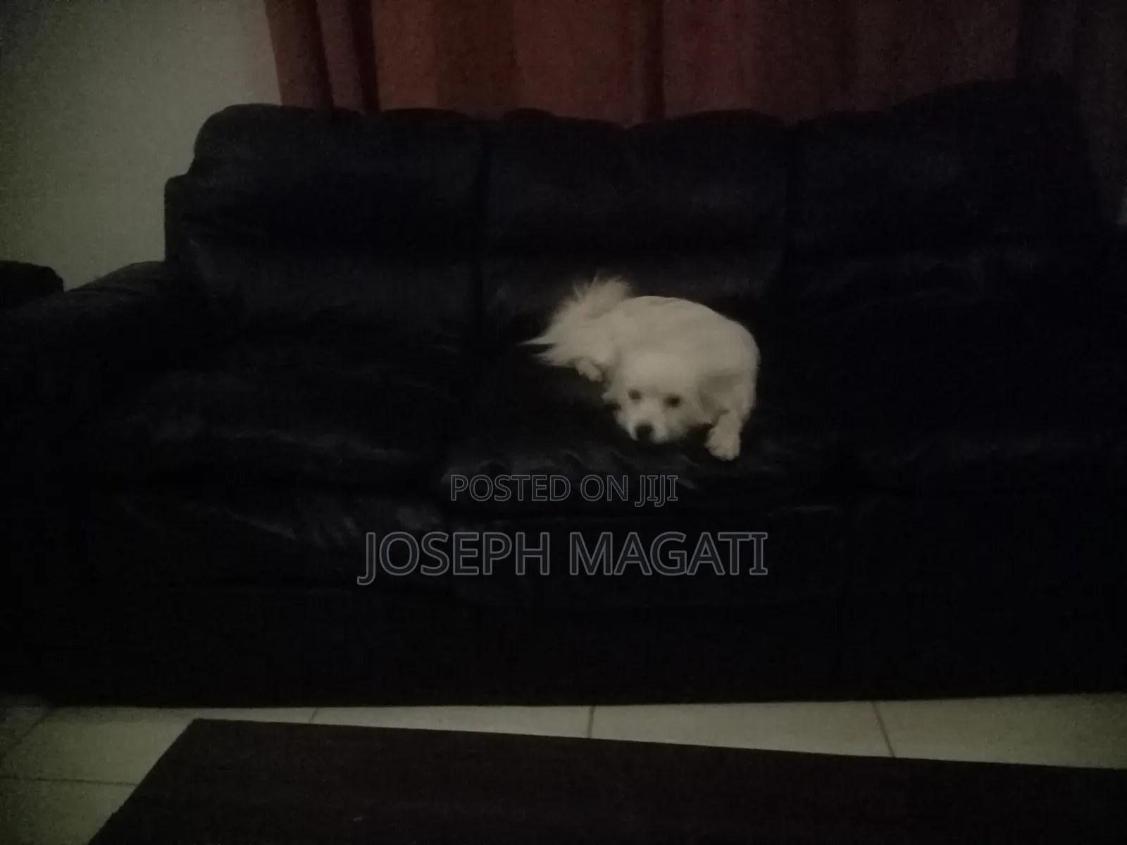 1+ year Female Purebred Japanese Spitz