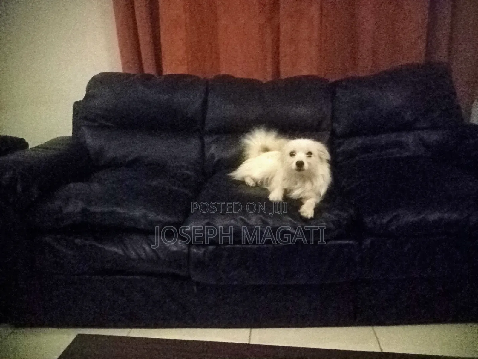 1+ year Female Purebred Japanese Spitz