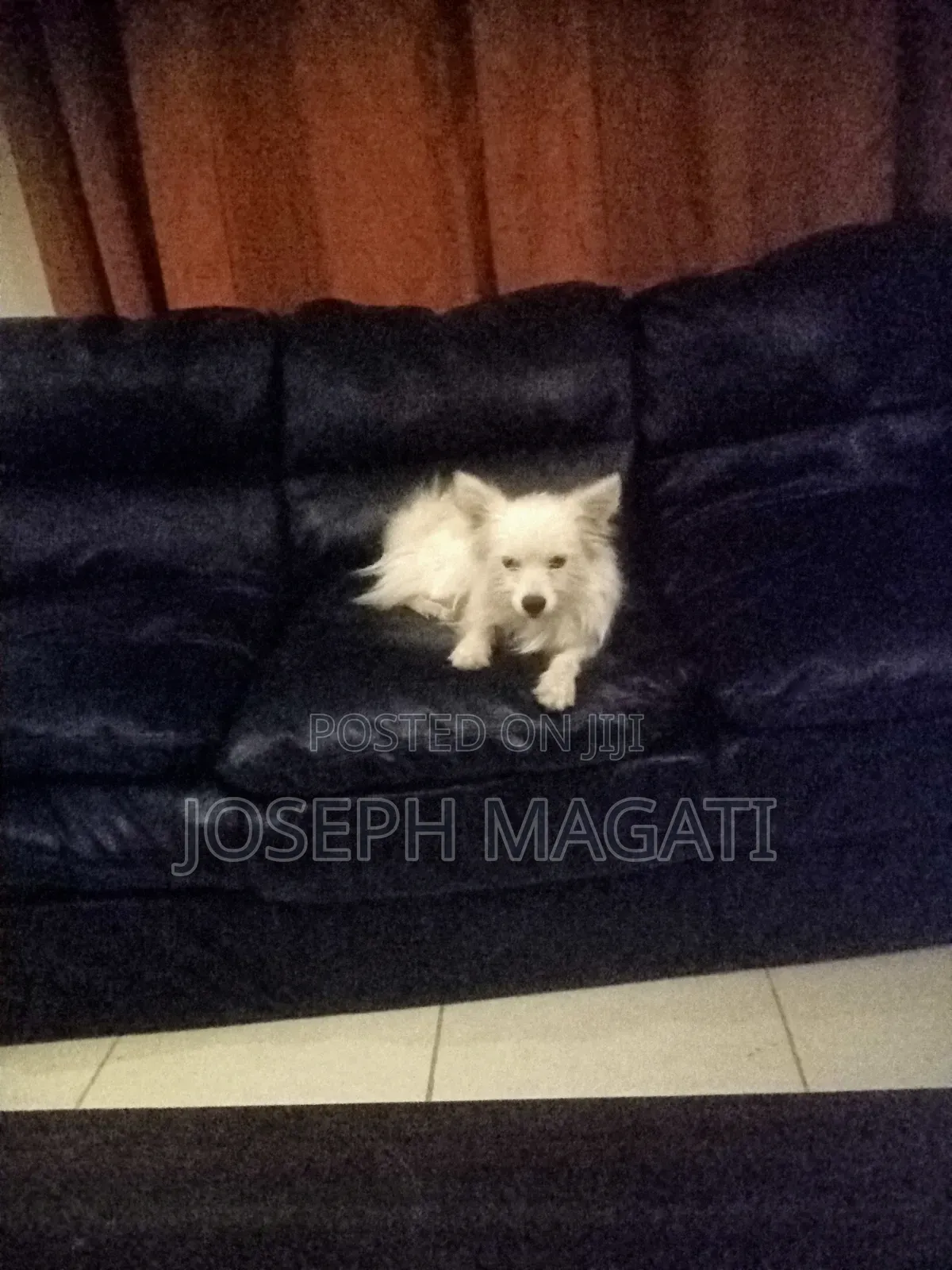 1+ year Female Purebred Japanese Spitz