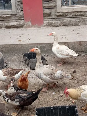 Geese for Sale