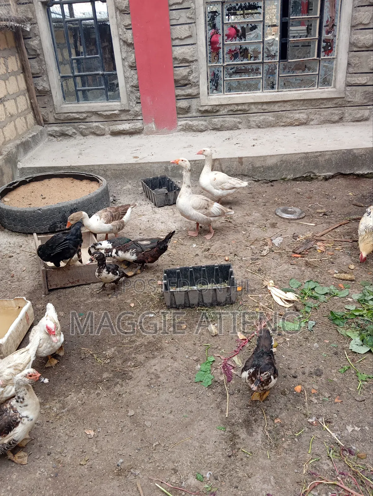 Geese for Sale