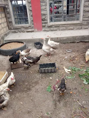 Geese for Sale