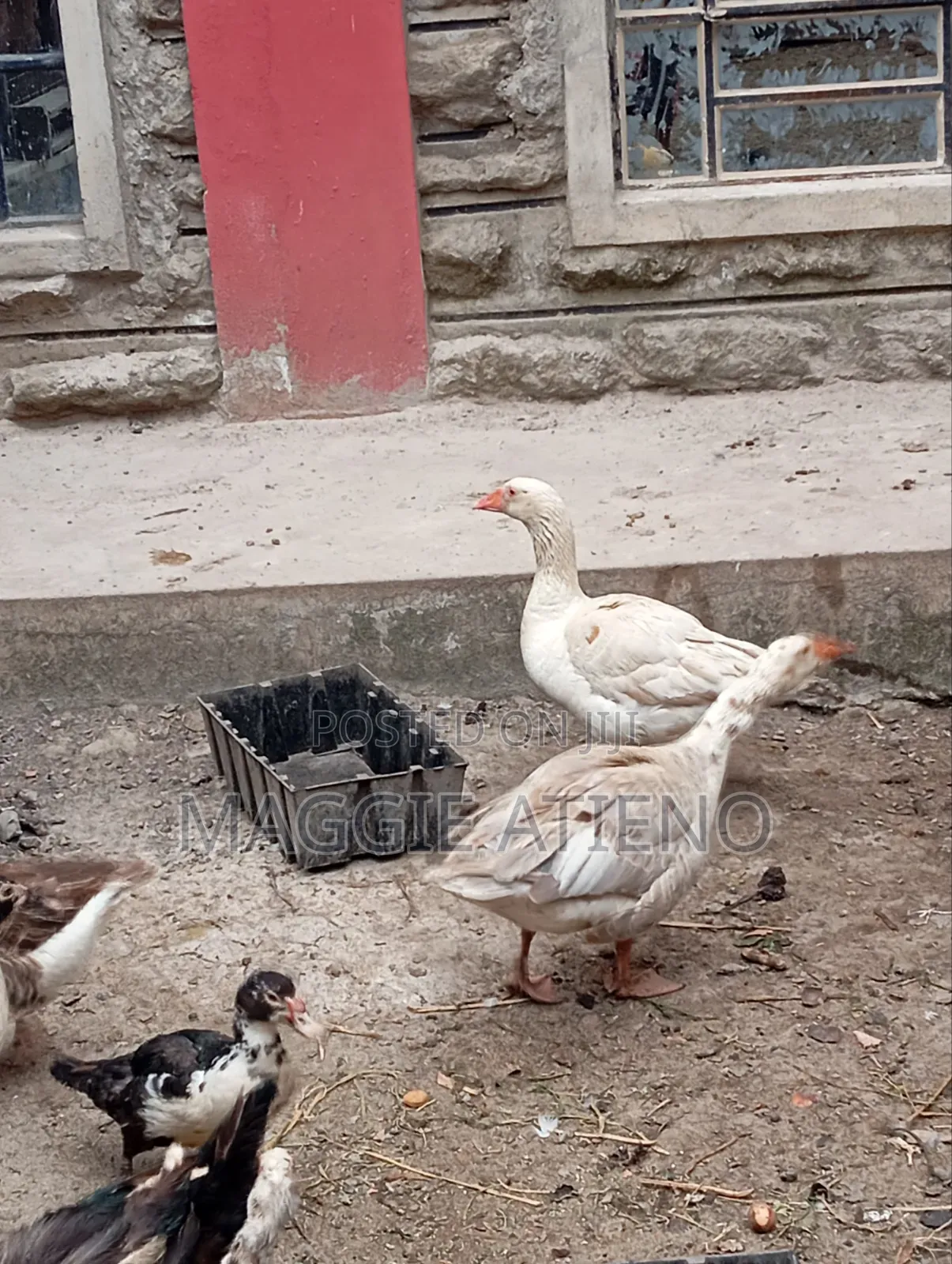 Geese for Sale