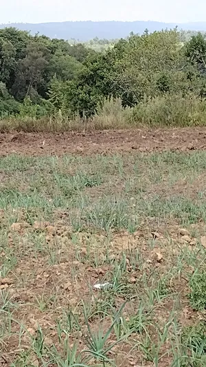 Land for Sale Naivasha