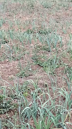 Land for Sale Naivasha