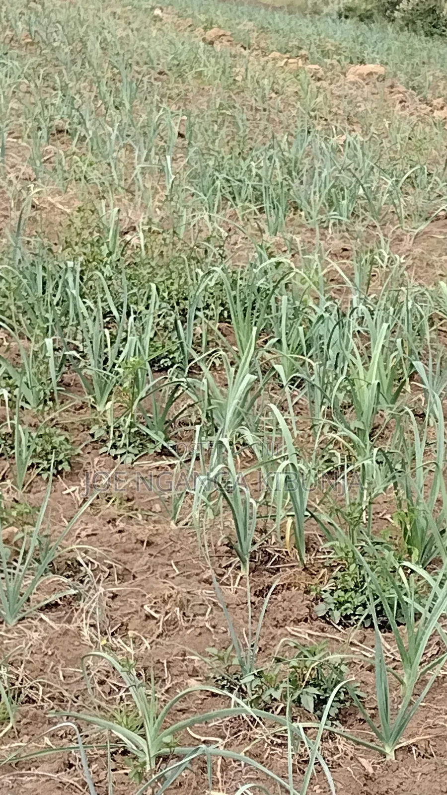 Land for Sale Naivasha