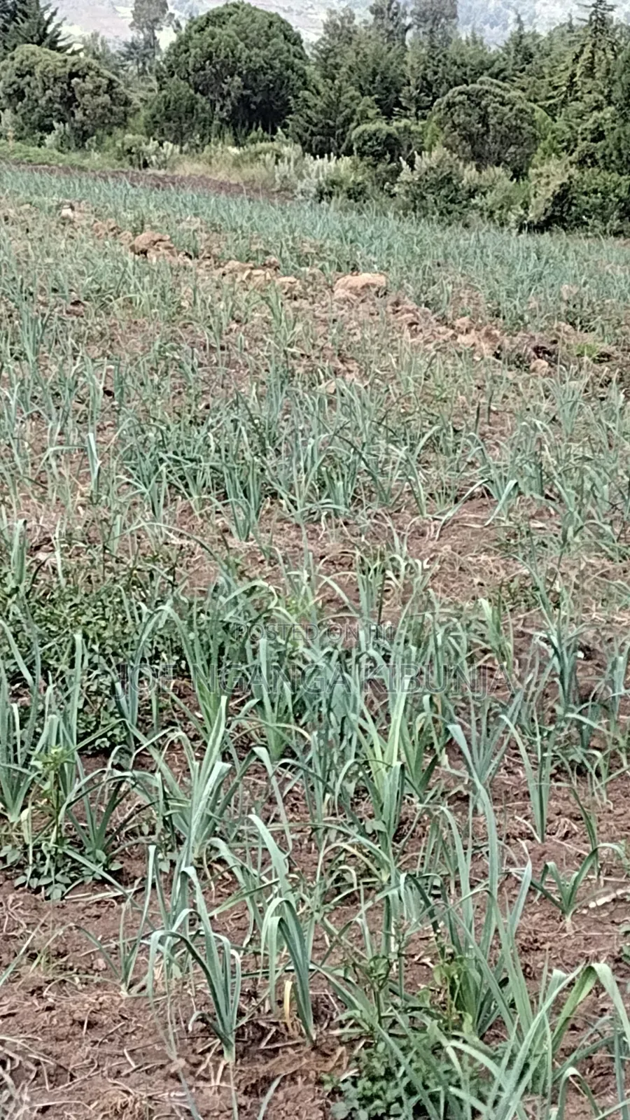 Land for Sale Naivasha