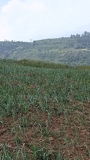 Land for Sale Naivasha