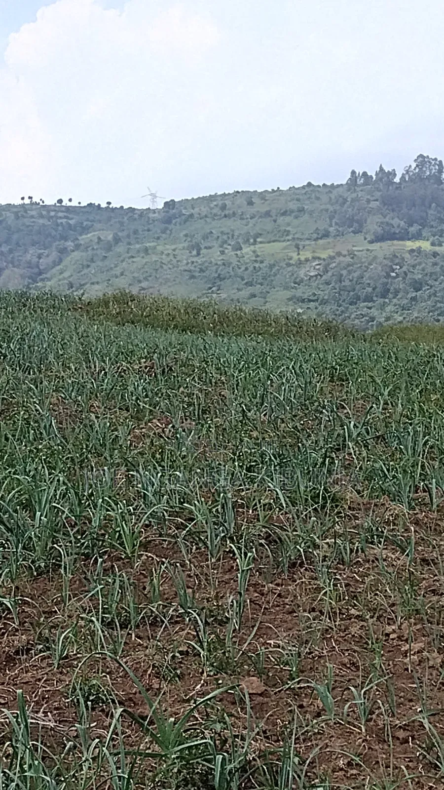 Land for Sale Naivasha