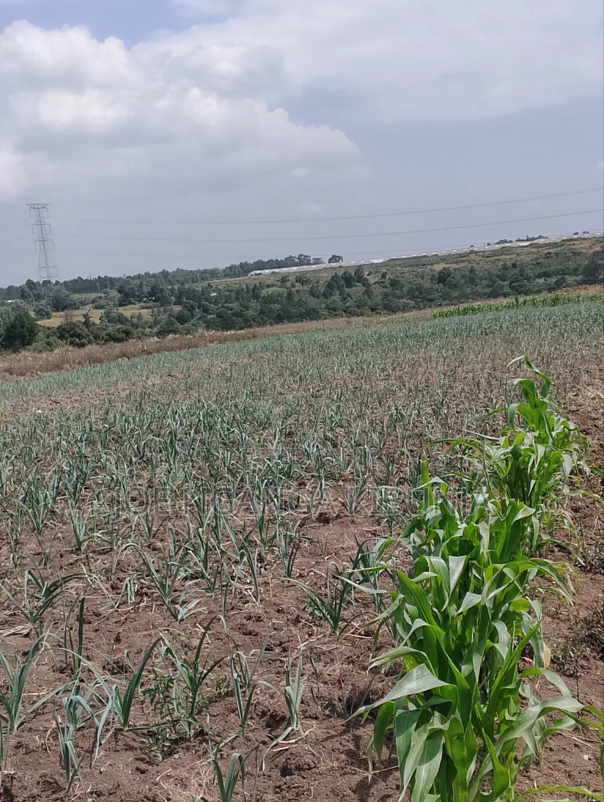Land for Sale Naivasha