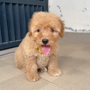 1-3 months Male Purebred Cockapoo