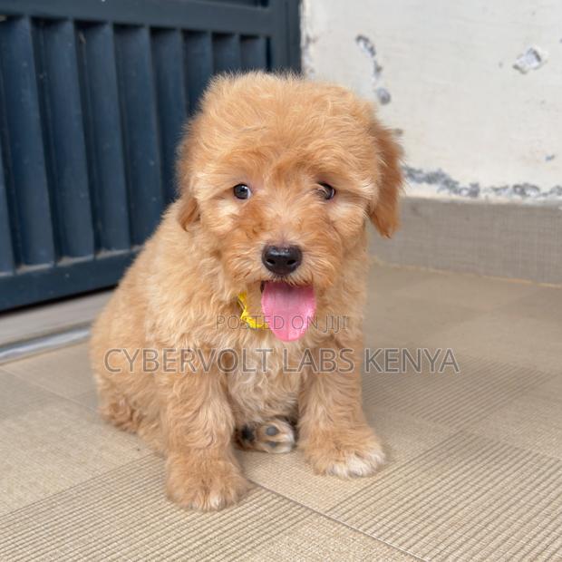 1-3 months Male Purebred Cockapoo - thumbnail 2