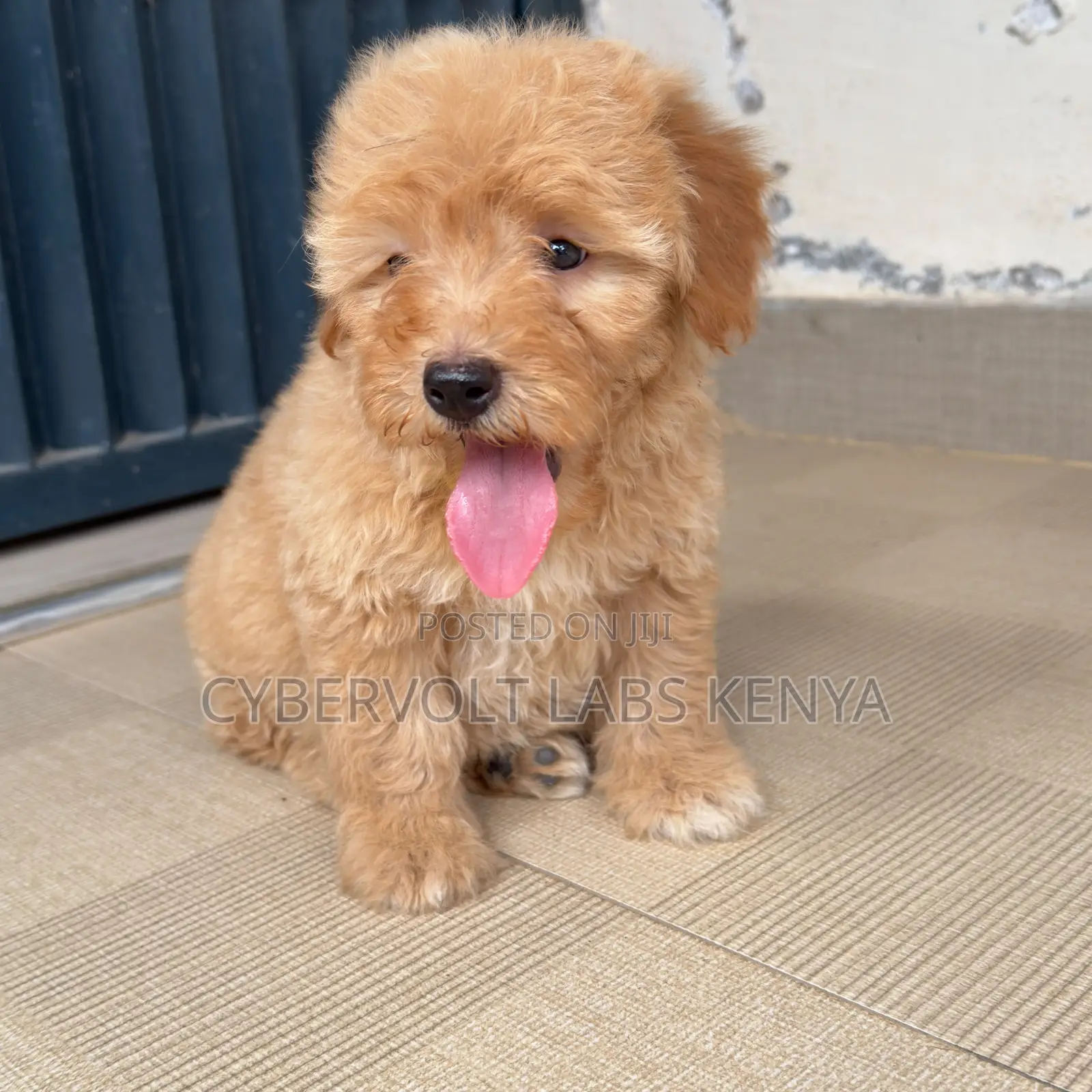 1-3 months Male Purebred Cockapoo
