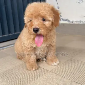 1-3 months Male Purebred Cockapoo