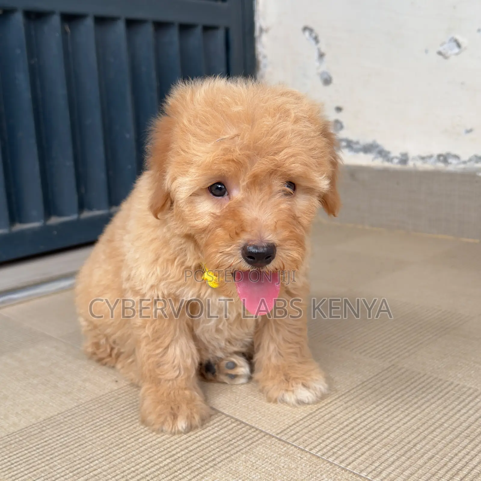 1-3 months Male Purebred Cockapoo