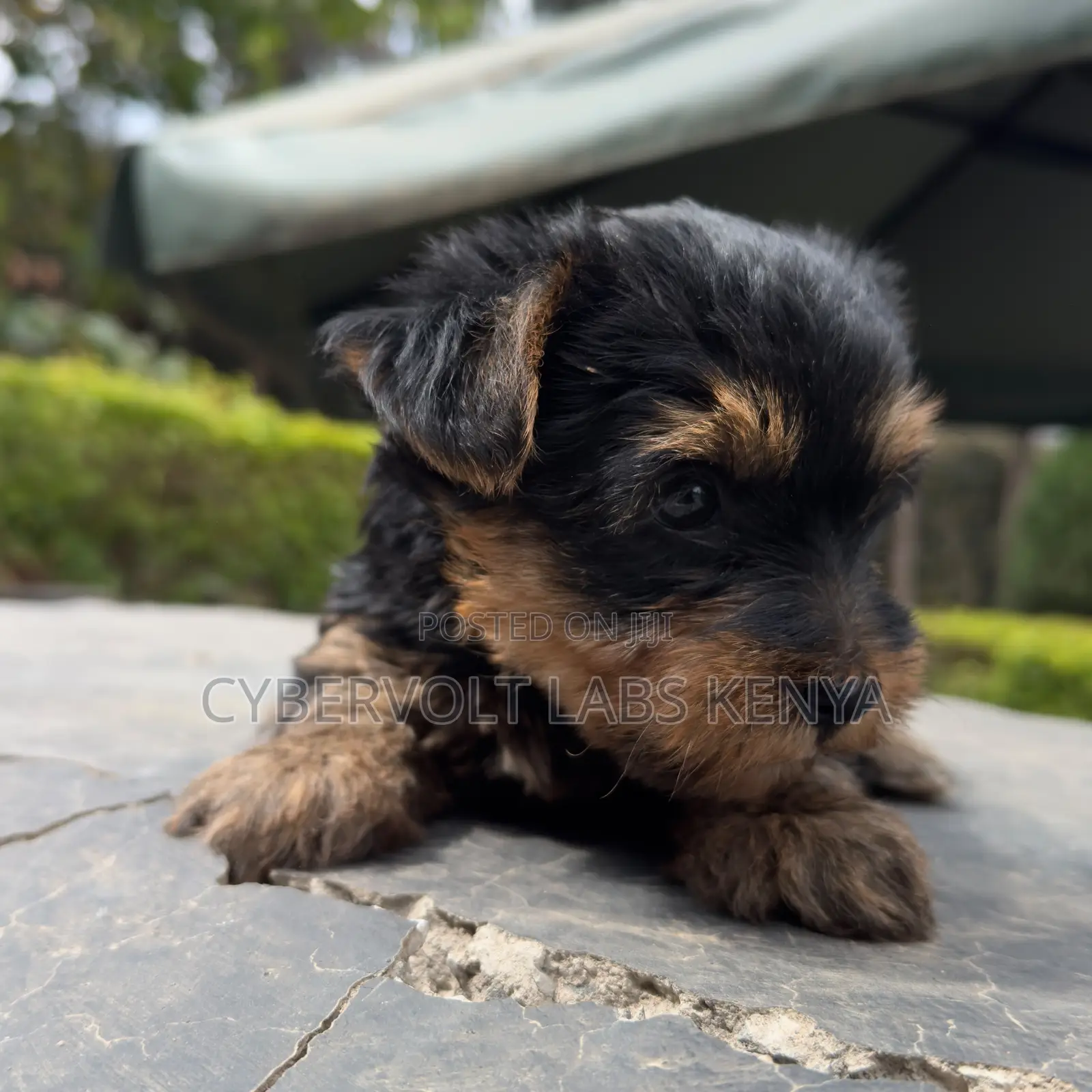 1-3 months Male Purebred Yorkshire Terrier