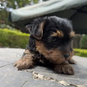 1-3 months Male Purebred Yorkshire Terrier