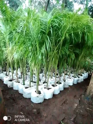 Royal Palm Tree