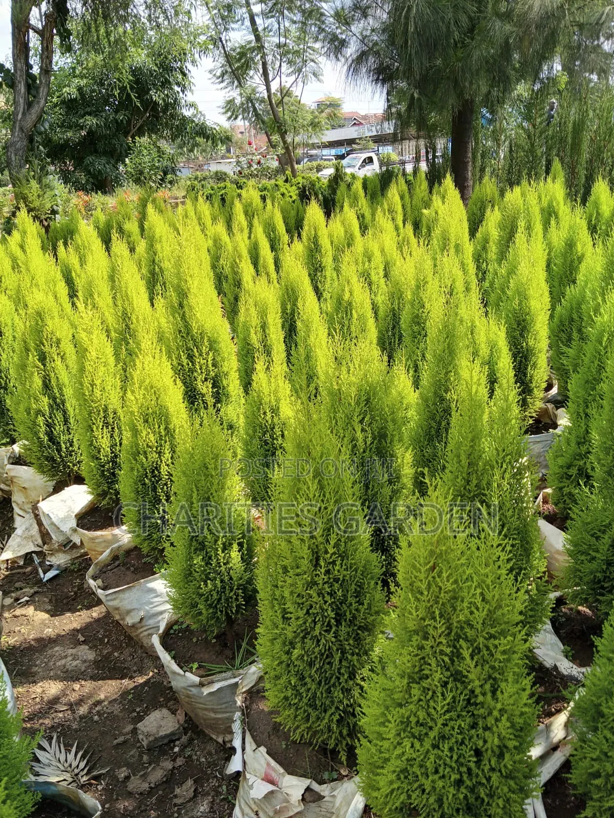 Lemon Cypress Trees